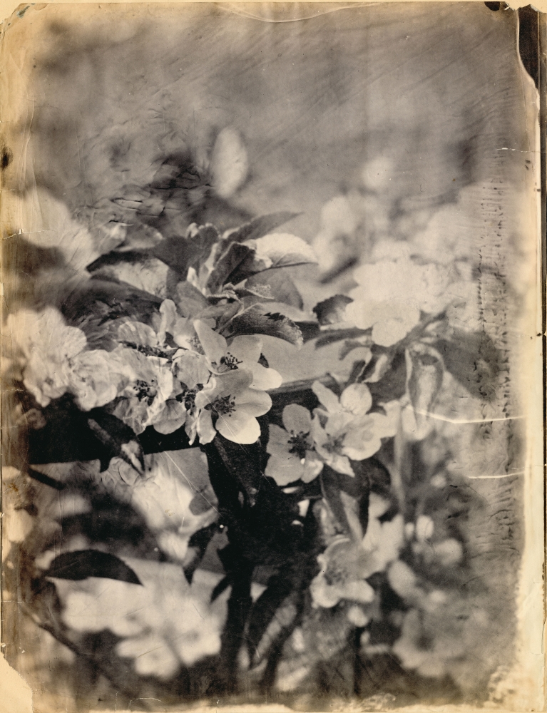 Unidentified photographer attributed to the Circle of Charles Simart Apple blossoms (detail), Folio 6 recto*, from the album assembled circa 1856-1860 Salt print from an enlarged collodion negative 43.9 x 33.3 cm Inscribed “Chicago 215” and “Chic 215” by André Jammes in pencil on mount
