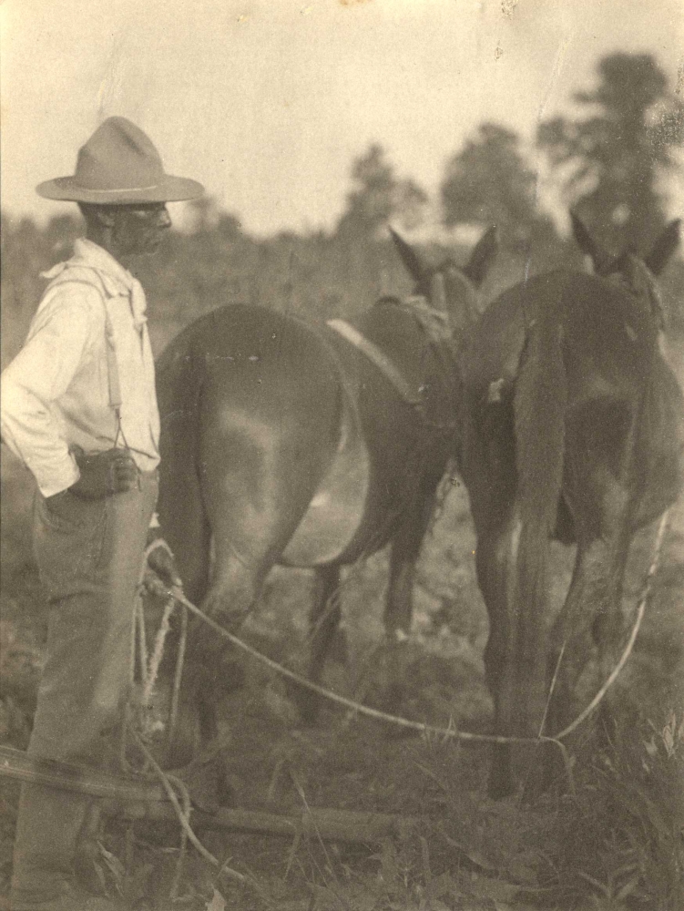 Doris Ulmann (American, 1882-1934), Field worker with two mules, circa 1920s