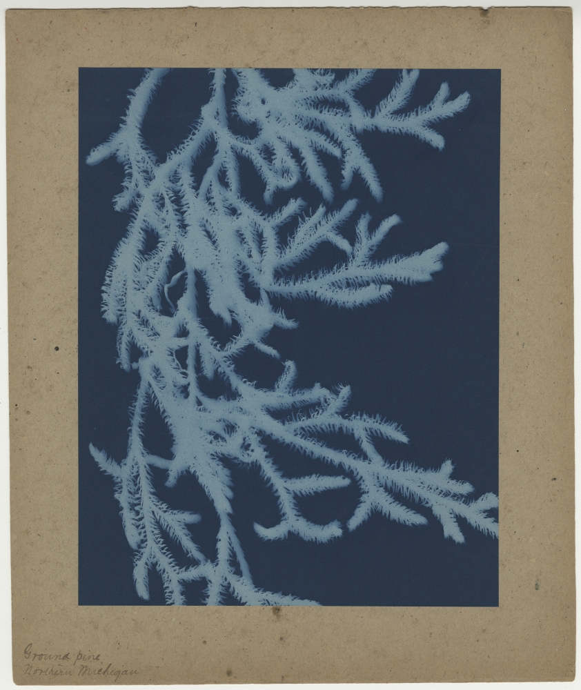 Bertha E. JAQUES (American, 1863-1941) "Ground Pine, Northern Michigan", 1905-1915 Cyanotype photogram 24.2 x 19.0 cm