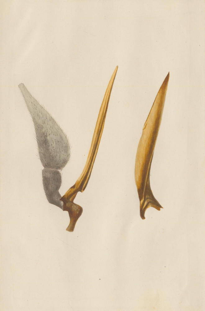 Ernst HEEGER (Austrian, 1783-1866) "Haematopota pluvialis. Mandibulum et maxilla." (Jaws of a horse fly), 1861 Hand colored salt print from a glass negative 20.3 x 13.4 cm
