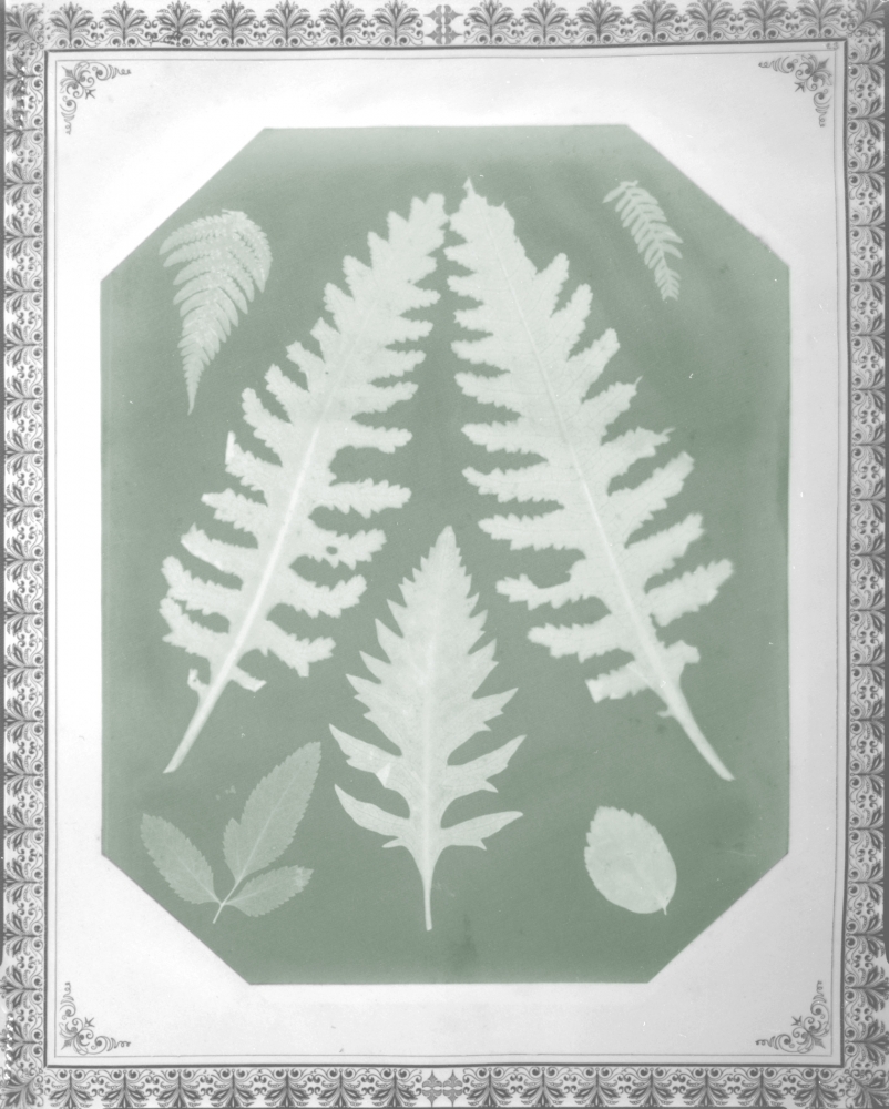 Amelia E. BERGNER (American, 1853-1923) Seven botanical specimens, circa 1877 Photogram on chromate based printing-out paper 28.9 x 22.9 cm, corners clipped, mounted on 40.7 x 34.2 cm album page Partial watermark "Linen Record" visible