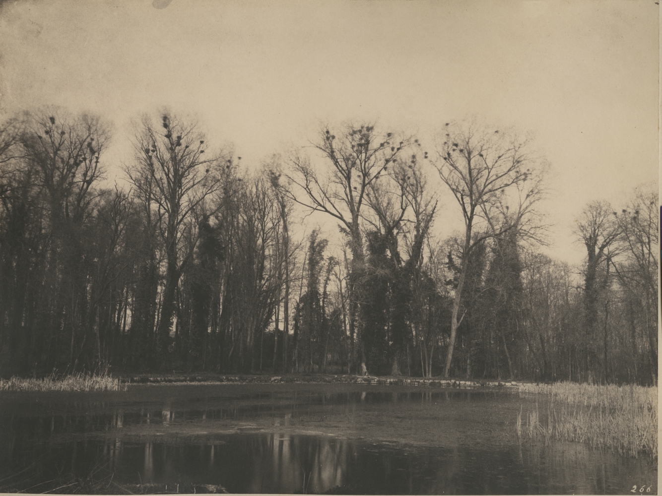 Eugène CUVELIER (French, 1837-1900) "Parc de Courances, nids de corbeaux", 1860s Salt print 25.4 x 33.6 cm, mounted Numbered "266" in the negative. Titled in pencil on mount.