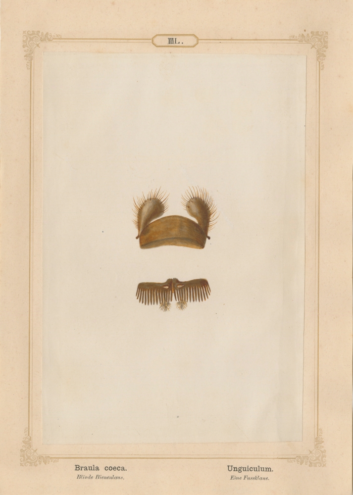 Ernst HEEGER (Austrian, 1783-1866) "Braula coeca. Unguiculum." (Foot claw of bee louse), 1861 Hand colored salt print from a glass negative 20.5 x 13.7 cm mounted on 26.0 x 18.5 cm sheet  Numbered in ink with printed titles in Latin and German on mount