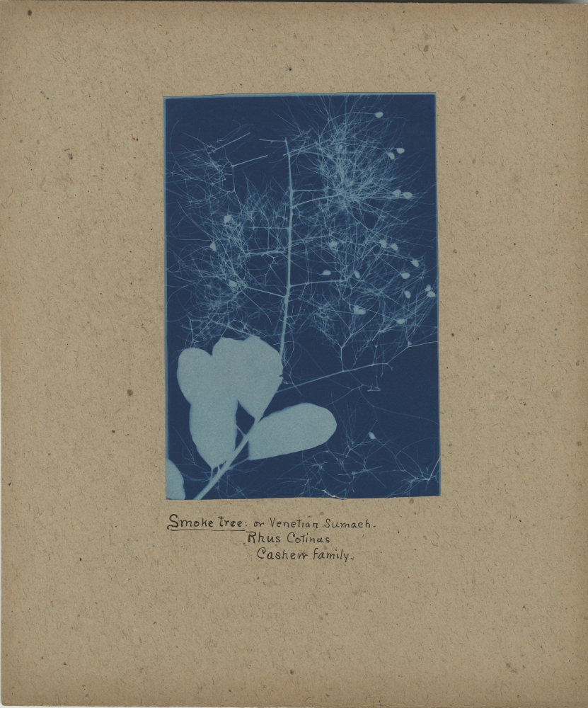 Bertha E. JAQUES (American, 1863-1941) "Smoke tree", 1905-1915 Cyanotype photogram 17.4 x 11.9 cm mounted on 30.4 x 25.4 cm paper