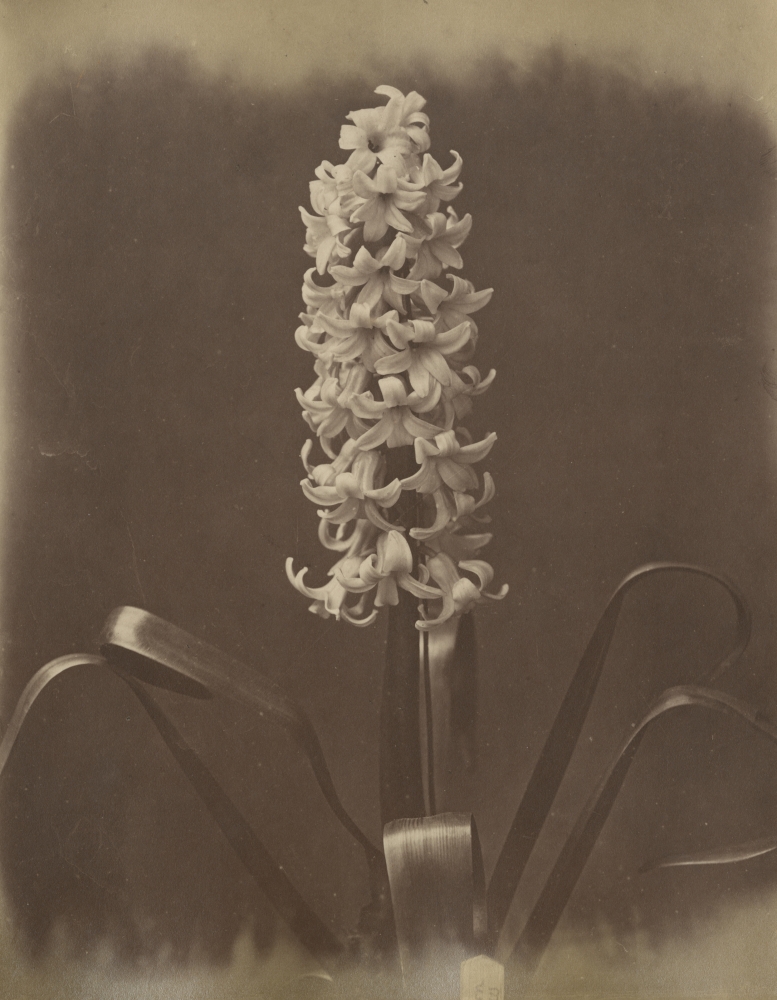 Captain Horatio ROSS (Scottish, 1801-1886) "Mr. Livewrights first prize hyacinth", 1857 Albumen print from a collodion negative 24.5 x 19.2 cm