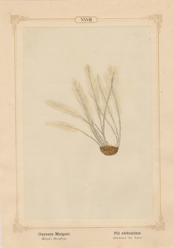 Ernst HEEGER (Austrian, 1783-1866) "Oxycera Meigeni. Pili abdominis." (Feather-like brush of hairs at posterior end of abdomen of larva of Meigen’s soldier fly), 1861 Hand colored salt print from a glass negative 20.3 x 13.4 cm mounted on 26.0 x 18.5 cm sheet  Numbered in ink with printed titles in Latin and German on mount