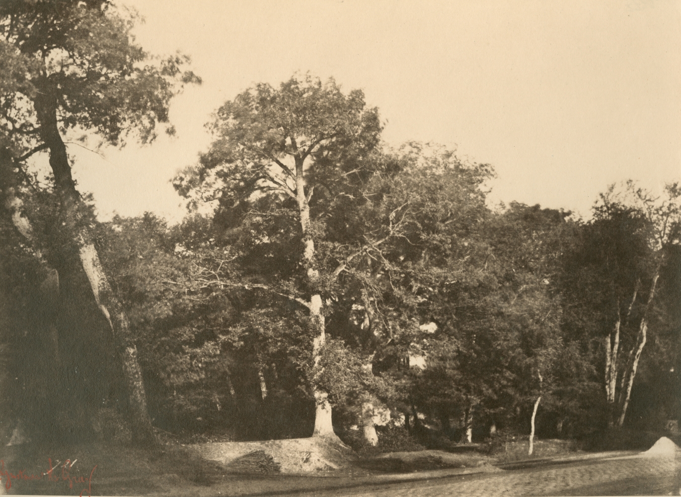 Gustave LE GRAY (French, 1820-1884) "Le Hêtre, Fontainebleau"*, early 1850s Albumen or coated salt print from a waxed paper negative 20.0 x 27.2 cm mounted on 41.7 x 56.8 cm paper Numbered "721" in the negative. Photographer's red signature stamp. Titled with "No 721" in pencil, and "721" in ink, with photographer's oval blindstamp on the mount.