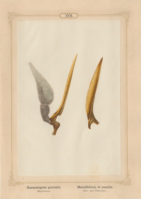 Ernst HEEGER (Austrian, 1783-1866) "Haematopota pluvialis. Mandibulum et maxilla." (Upper and lower jaws of common horse fly), 1861 Hand colored salt print from a glass negative 20.3 x 13.4 cm mounted on 26.0 x 18.5 cm sheet  Numbered in ink with printed titles in Latin and German on mount