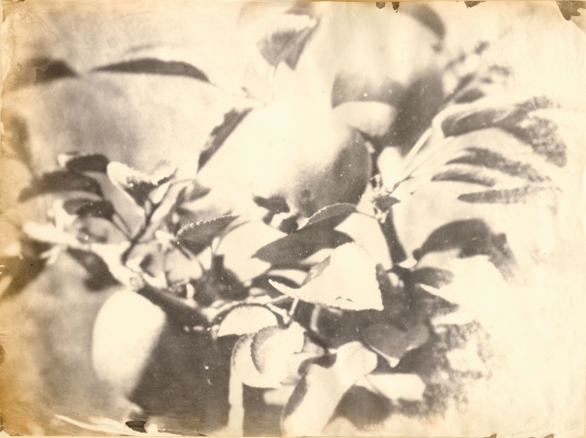 Unidentified photographer attributed to the Circle of Charles Simart Branch of apples (detail), Folio 1 verso*, from the album assembled circa 1856-1860 Salt print from an enlarged collodion negative 32.3 x 43.2 cm Red wetstamp “A.M.” on verso