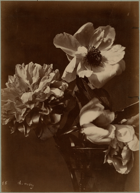 Charles Hippolyte AUBRY (French, 1811-1877) Flowers in a vase, 1860s Albumen print 36.2 x 26.3 cm Signed and numbered "15" in the negative