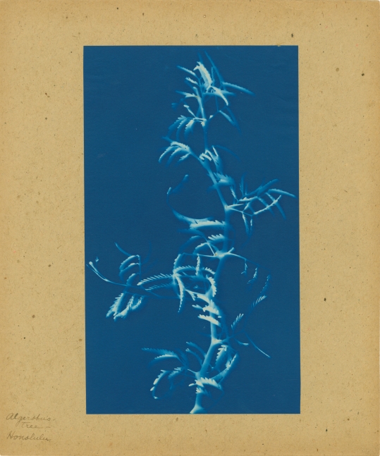 Bertha E. JAQUES (American, 1863-1941) "Algerobus Tree, Honolulu", 1908 Cyanotype photogram 24.6 x 14.4 cm mounted on 30.5 x 25.5 cm paper Titled in ink on mount. "P" in ink on mount verso.