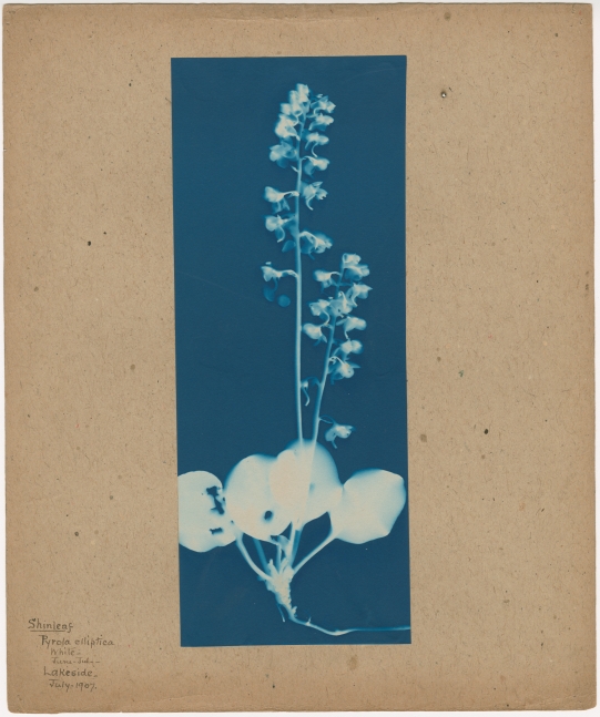 Bertha E. JAQUES (American, 1863-1941) "Shinleaf, Pyrola elliptica, Lakeside," Michigan, July 1907 Cyanotype photogram 25.3 x 10.1 cm mounted on 30.5 x 25.4 cm paper Titled and dated ""Shinleaf / Pyrola elliptica / white / June-July / Lakeside / July 1907" in ink on mount. "A" in pencil on mount verso.