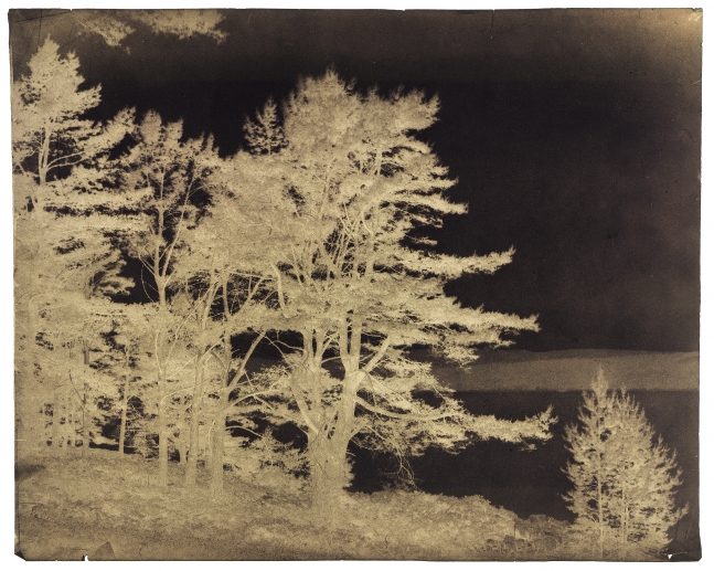 Captain Horatio ROSS (Scottish, 1801-1886) "Fir trees on the banks of Dornochs Firth between Ardgay and Fearn", 1850s Waxed paper negative 27.9 x 35.2 cm
