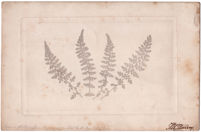 William Henry Fox TALBOT (English, 1800-1877) Four ferns, 1852 or soon after Photographic engraving 12.8 x 20.3 cm plate on 17.0 x 25.9 cm paper Inscribed "Rob. Murray" in ink and "From a Photographic Engraving on Steel by H. Fox Talbot Esqr" in pencil