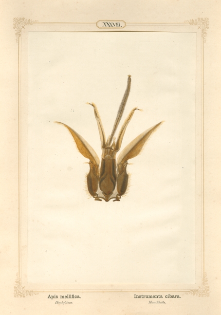 Ernst HEEGER (Austrian, 1783-1866) Mouth of a honey bee, 1861, Hand colored salt print from a glass negative, 20.4 x 13.7 cm mounted on 26.0 x 18.5 cm sheet