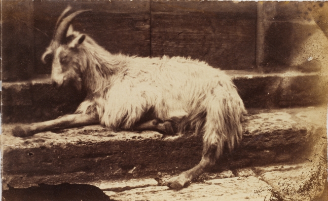 Circle of Giacomo CANEVA (Italian, 1813-1865) Reclining goat in Rome, 1850s Albumen print from a collodion negative 13.3 x 21.3 cm