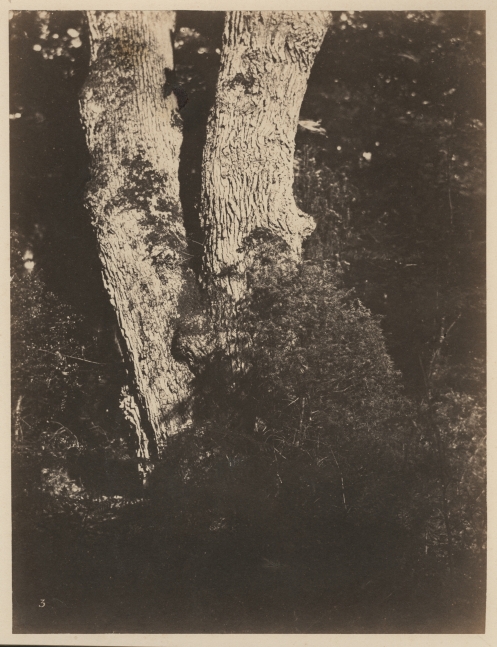 Eugène CUVELIER (French, 1837-1900) Trees*, late 1850s Albumen print from a paper negative 26.2 x 20.1 cm mounted on 41.3 x 34.8 cm card Numbered "3" in the negative