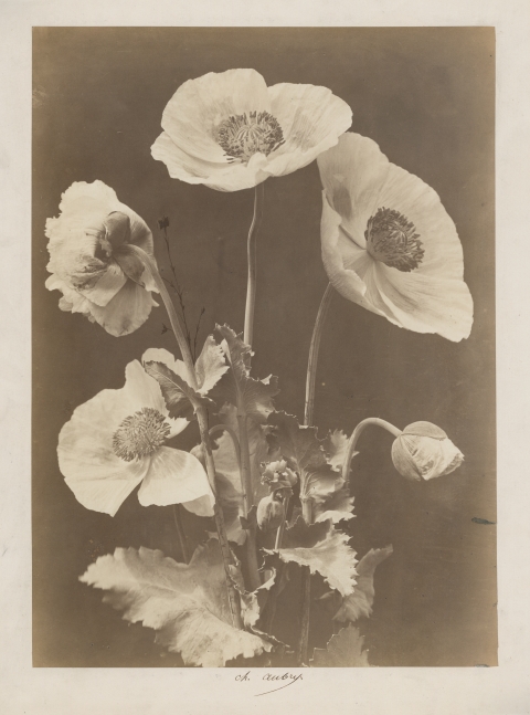 Charles Hippolyte AUBRY (French, 1811-1877) Poppies, 1860s Albumen print 37.2 x 27.0 cm, mounted Signed "Ch. Aubry" in ink on mount