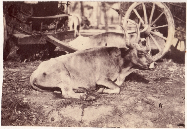 Circle of Giacomo CANEVA (Italian, 1813-1865) Oxen with carts in background, 1850s Coated salt print from a collodion negative 12.0 x 17.4 cm tipped onto original mount