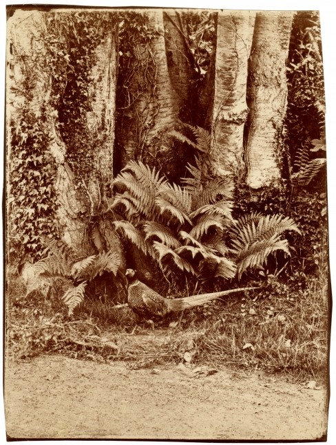 John Dillwyn LLEWELYN (Welsh, 1810-1882) Pheasant and ferns, Penllergare, early 1850s Albumen print from a glass negative 21.4 x 16.2 cm on 21.7 x 16.5 cm paper, irregularly trimmed