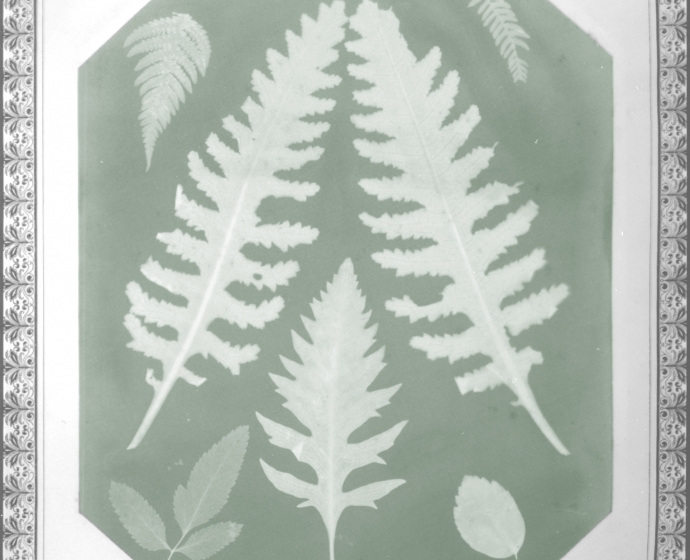 Amelia E. BERGNER (American, 1853-1923) Seven botanical specimens, circa 1877 Photogram on chromate based printing-out paper, 28.9 x 22.9 cm