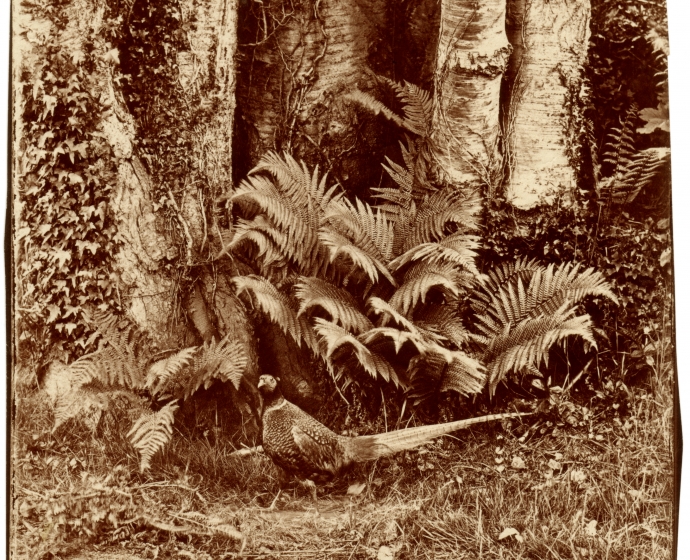 John Dillwyn LLEWELYN (Welsh, 1810-1882) Pheasant and ferns, Penllergare, early 1850s Albumen print from a glass negative