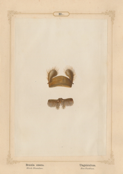 Ernst HEEGER (Austrian, 1783-1866) "Braula coeca. Unguiculum." (Foot claw of bee louse), 1861 Hand colored salt print from a glass negative 20.5 x 13.7 cm mounted on 26.0 x 18.5 cm sheet 