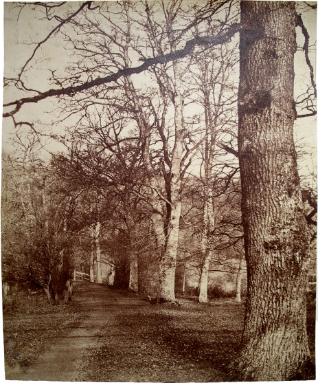 Benjamin Brecknell TURNER (English, 1815-1894) "In Loseley Park"*, 1852-1854 Albumen print from a waxed calotype negative 27.0 x 22.4 cm