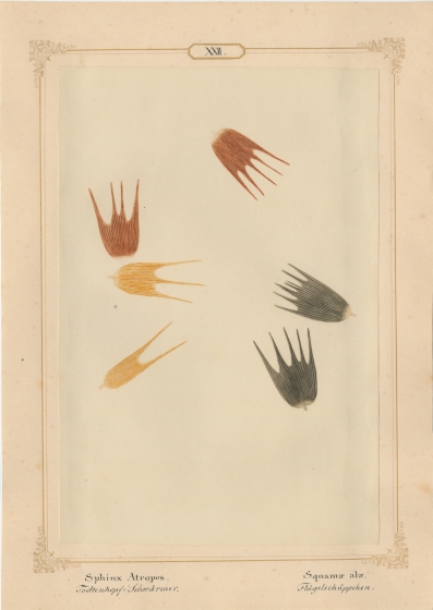 Ernst HEEGER (Austrian, 1783-1866) "Haemerobius hirtus. Ala (anter:)" (Forewing of brown, shaggy lacewing), 1860 Hand colored salt print from a glass negative 20.6 x 13.7 cm mounted on 26.0 x 18.5 cm sheet  Numbered and titled in Latin and German in ink on mount
